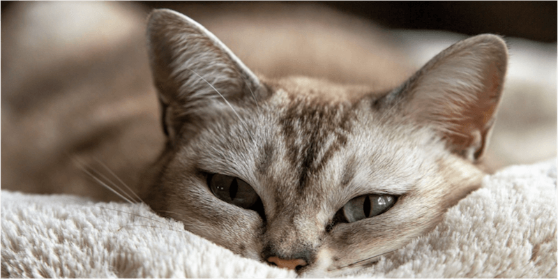 Дом для хайроллеров Дом для хайроллеров